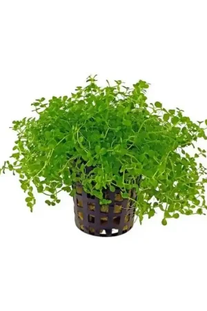 Micranthemum Monte Carlo Merkproduct