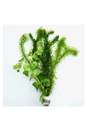 Dagaanbieding Bosje Gemengde Waterplanten