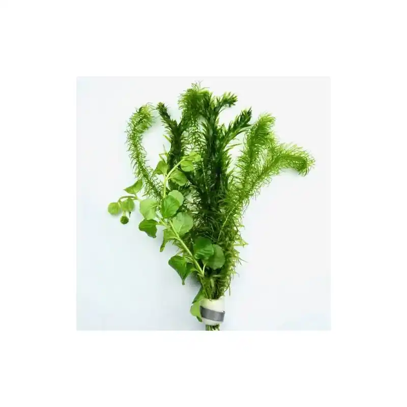 Dagaanbieding Bosje Gemengde Waterplanten