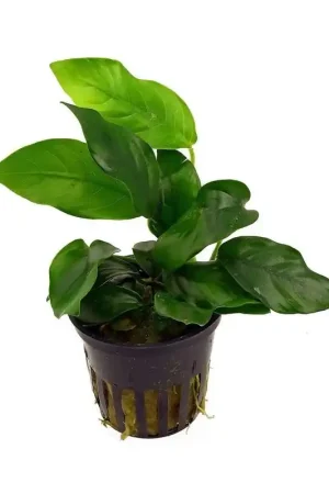 Korting Anubias Nana
