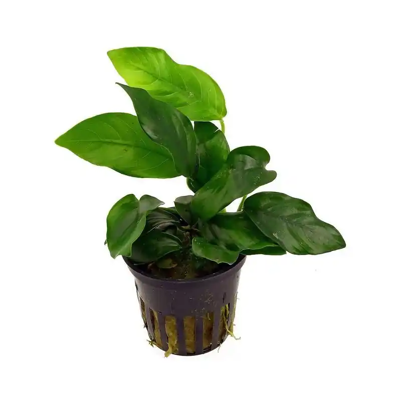 Korting Anubias Nana