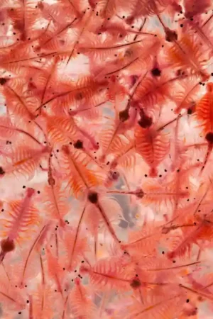 Levende Artemia in Zakje 90 ml – Vers Levend Visvoer voor Aquariumvissen Koop Online