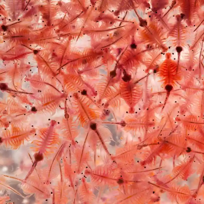 Levende Artemia in Zakje 90 ml – Vers Levend Visvoer voor Aquariumvissen Koop Online