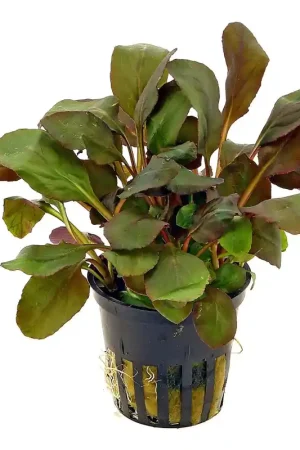 Lobelia Cardinalis Snelle Levering