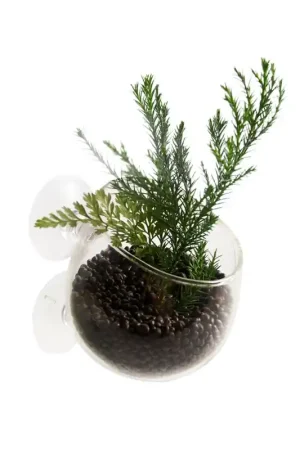 Lage Prijs Aqua Della Plant Cup Glas