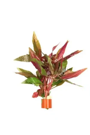 Beperkt Aanbod Bosje Alternanthera Rosaefolia