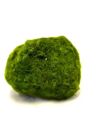 Mosbol Chladoflora (Levende Mos Bal) Rechtstreeks Van De Fabrikant