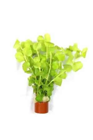 Exclusieve Aanbieding Bosje Penningkruid Lichtgroen
