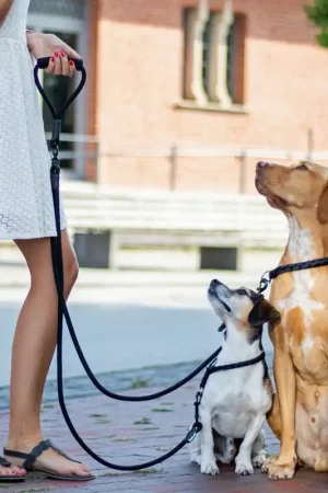 Adjustable Double Dog Leash Op = Op