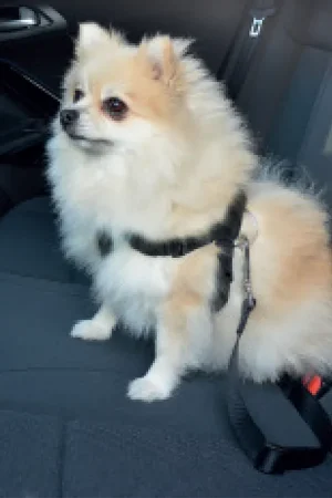 Veiligheidsharnas hond auto Gecertificeerd