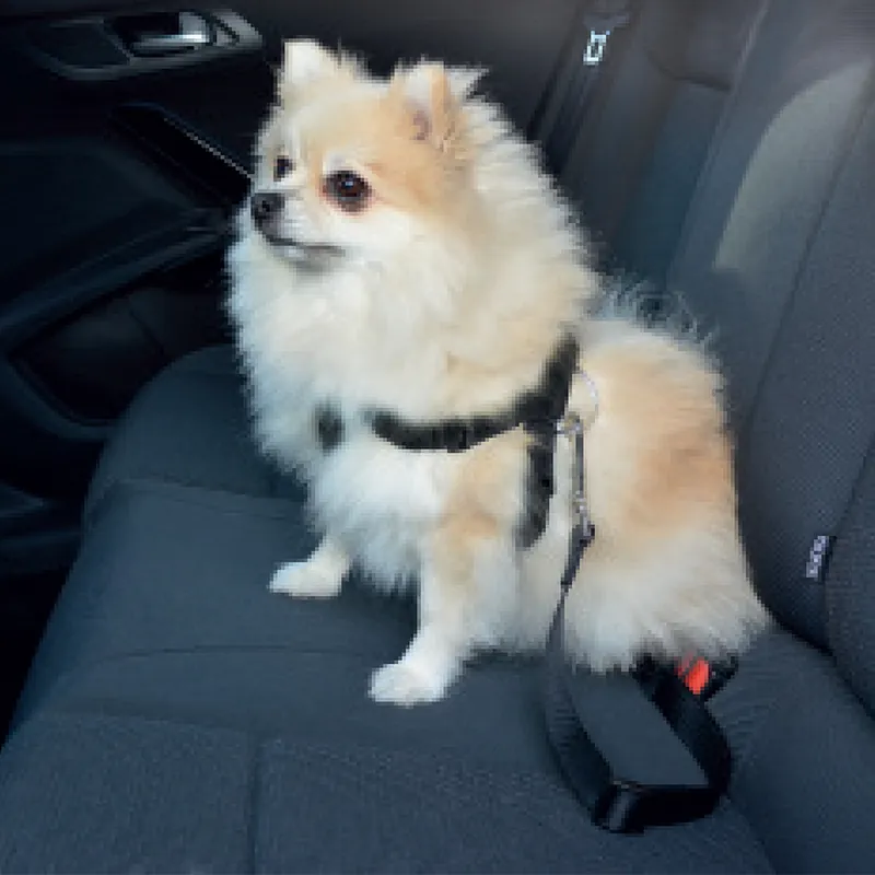 Veiligheidsharnas hond auto Gecertificeerd