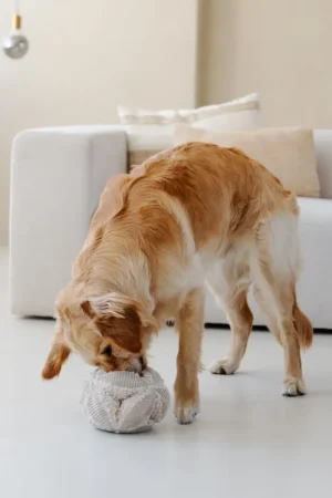 BOBBY - Snuffel bal Gratis Retour