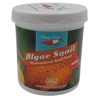 Nieuw Shrimps Forever Algae Snail (omnivoor)