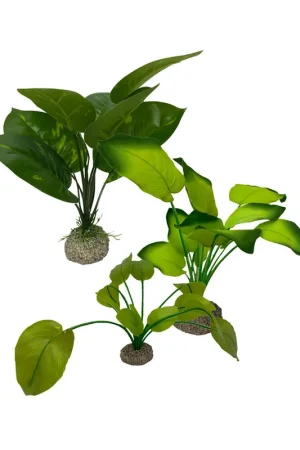 Aqua Della Anubias Must-Have