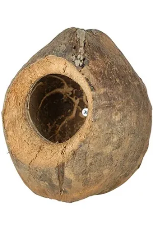 Back Zoo Nature Villa Coconuts Beste Prijs