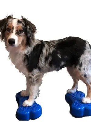 Bestel Nu FitPAWS Bone Mini‘s