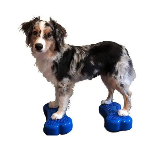 Bestel Nu FitPAWS Bone Mini‘s
