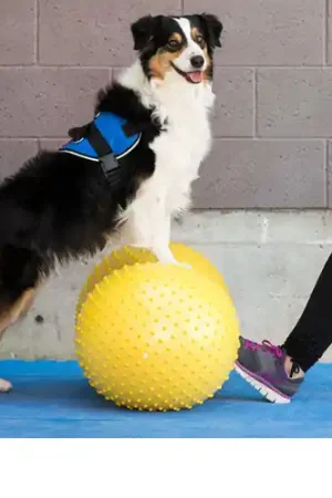 Beste Prijs FitPAWS Trax Peanut