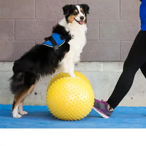 Beste Prijs FitPAWS Trax Peanut