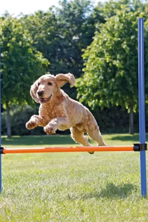 TRIXIE Dog Activity Agility Horde Korting