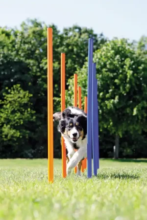 Betaalbaar TRIXIE Dog Activity Agility Slalom