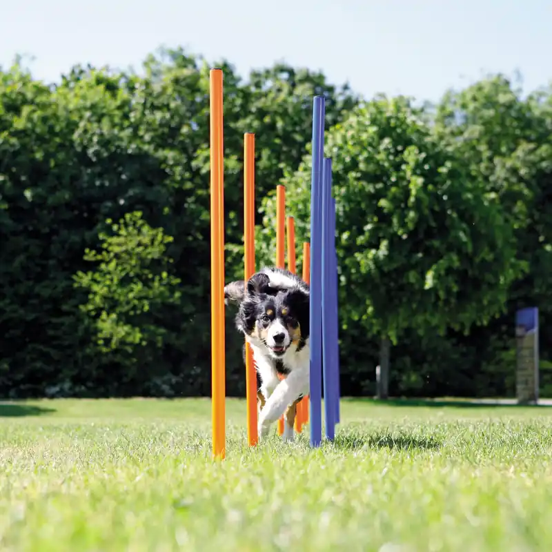 Betaalbaar TRIXIE Dog Activity Agility Slalom