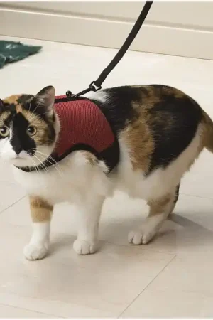 Lage Kosten Beeztees Kattentuig Comfort Rood