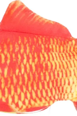 Flamingo kattenspeelgoed Flounder Vis Oranje Korting