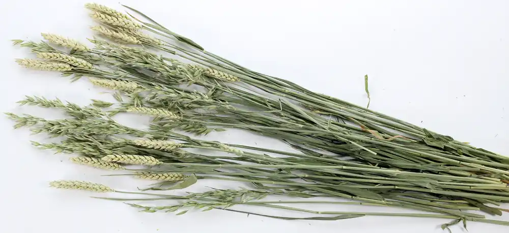 ESVE Pet Bouquet Haverland Direct Beschikbaar