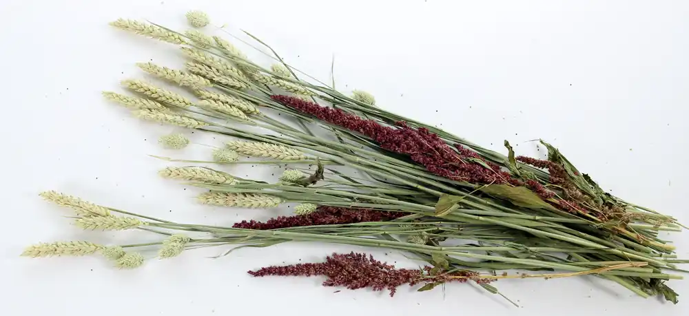 ESVE Pet Bouquet Knabbelstruik Flitsaanbieding