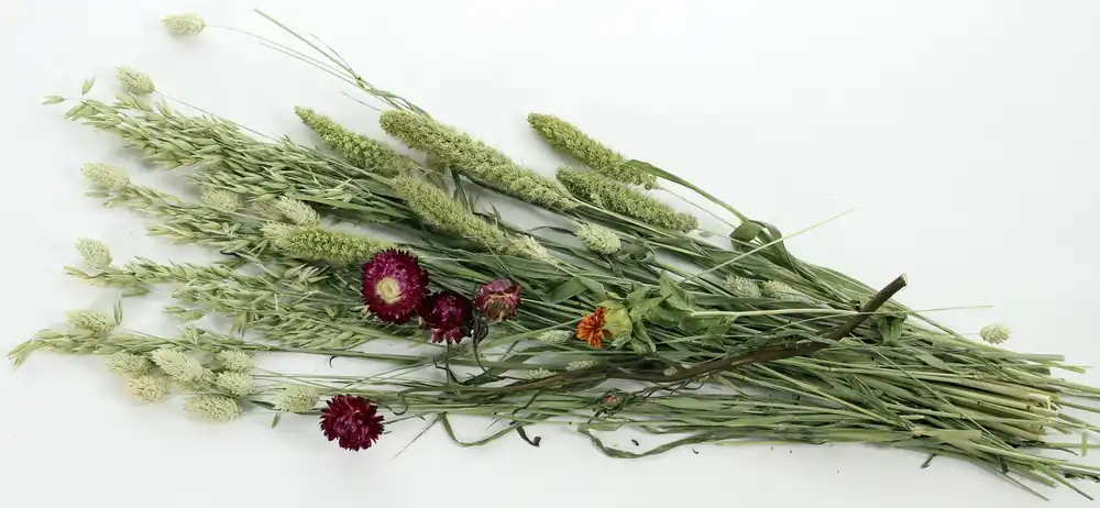 Snelle Levering ESVE Pet Bouquet Weidegewas