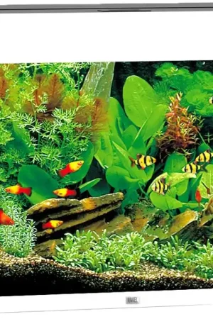 Actieprijs Juwel aquarium Rio 125 LED wit