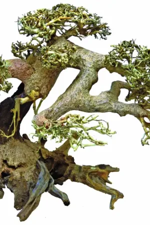 Beperkt Aanbod SuperFish Bonsai Driftwood aquariumdecoratie L