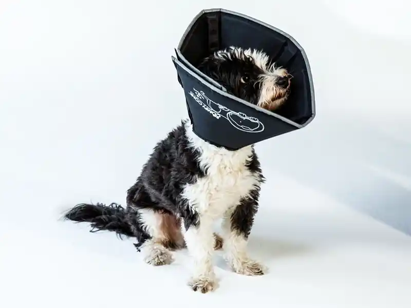Comfy Cone Zwart Korting