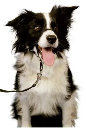 Anti trek halster voor honden – Halti – div. kleuren / maten Koop Online
