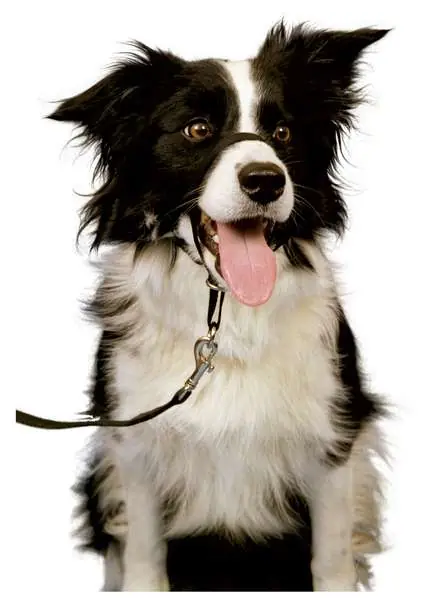 Anti trek halster voor honden – Halti – div. kleuren / maten Koop Online