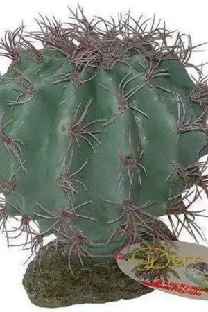 Express Levering Lucky reptile Melon Cactus 18cm